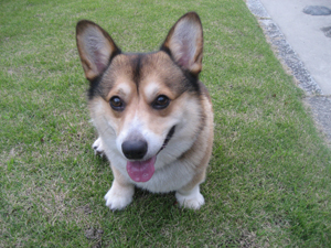 よろしく よろしく